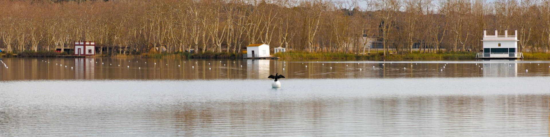 Um lago calmo com um cisne ao centro, rodeado por árvores sem folhas e um pequeno edifício branco à esquerda.