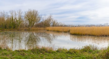 Panorama de un pequeño estanque tranquilo del Lago Banyoles en invierno, con reflejos de árboles desnudos y cañizales dorados bajo un cielo nublado en Pla de l'Estany, Cataluña.