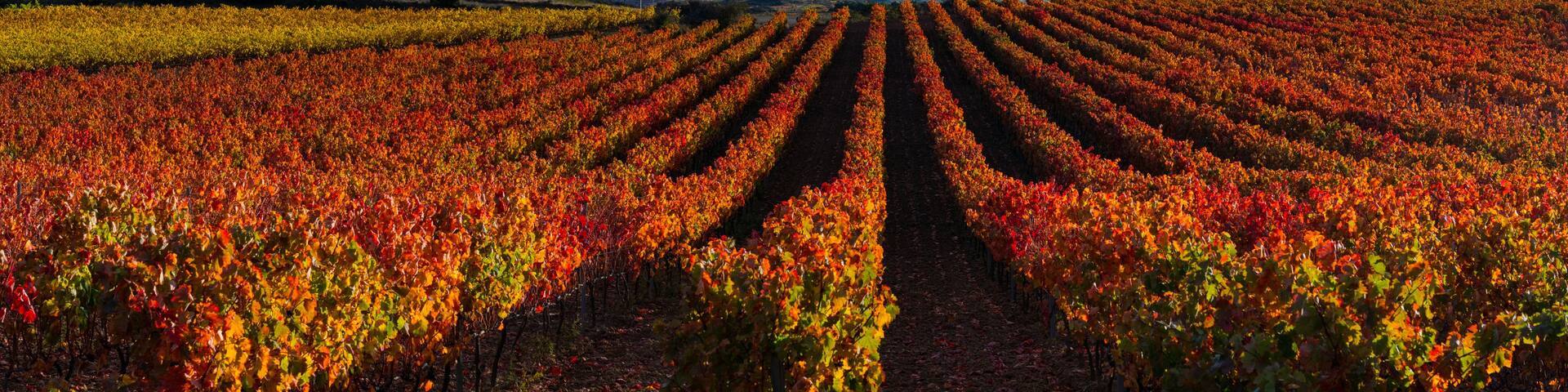 A vineyard with rows of grapevines under a clear sky.