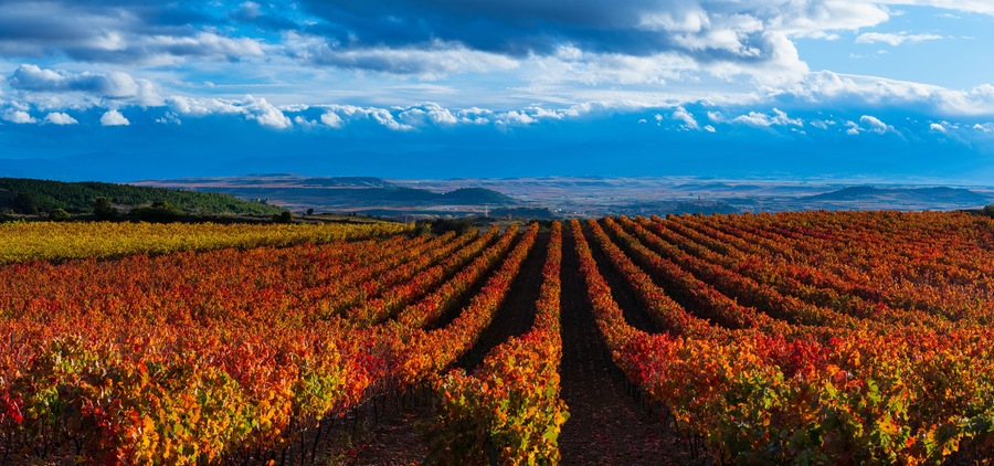 Viñedos con hileras de vid bajo un cielo despejado.
