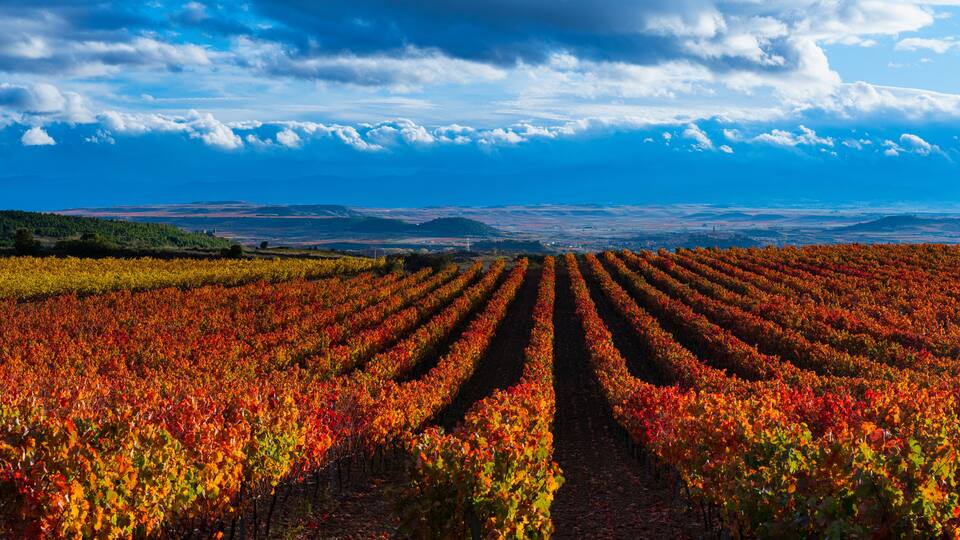 Autumn landscape of vineyards in La Rioja, near the Sierra de Cantabria. Alava and La Rioja, Spain. Europe