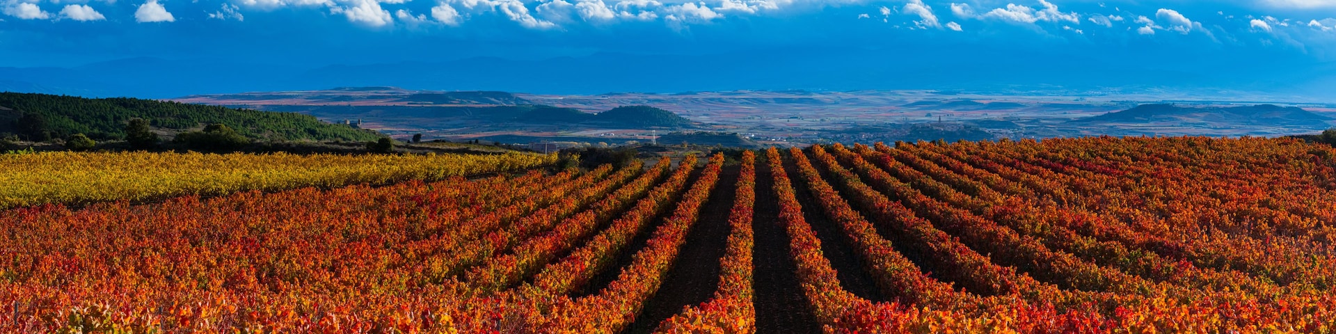 Un vignoble avec des rangées de vignes sous un ciel dégagé.