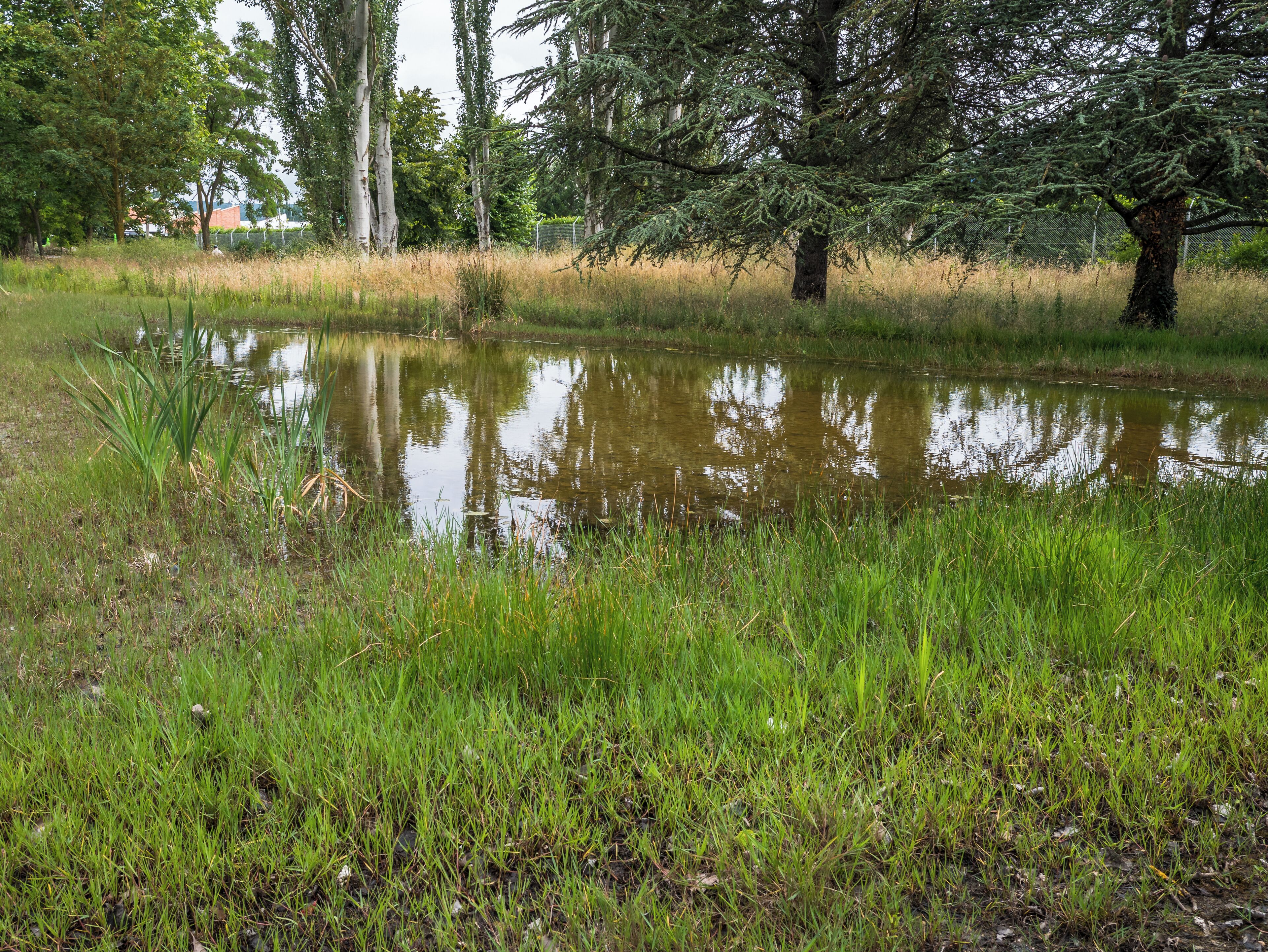 Pond in the Biodiversity Park of Arriaga. Vitoria-Gasteiz, Basque Country, Spain
