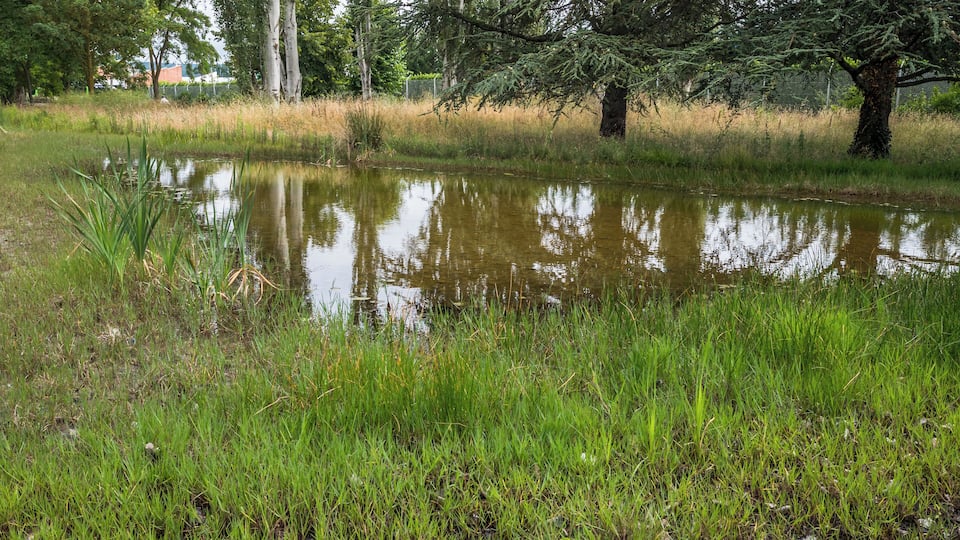 Pond in the Biodiversity Park of Arriaga. Vitoria-Gasteiz, Basque Country, Spain