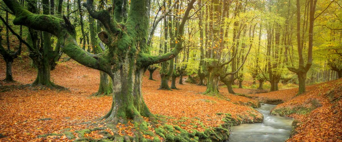 Een bos met een beek, mosbedekte bomen en gevallen bladeren.