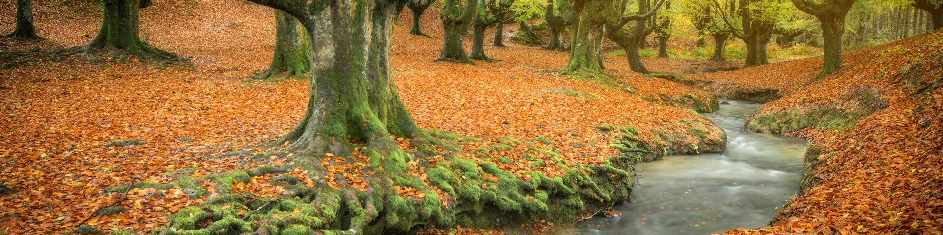 Un bosque con un arroyo, árboles cubiertos de musgo y hojas caídas.