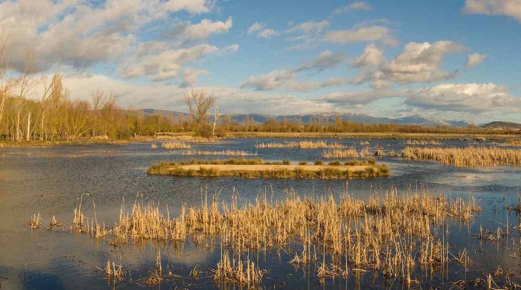 Un paysage de zone humide avec de l’eau, des roseaux, des arbres et des montagnes à l’horizon.