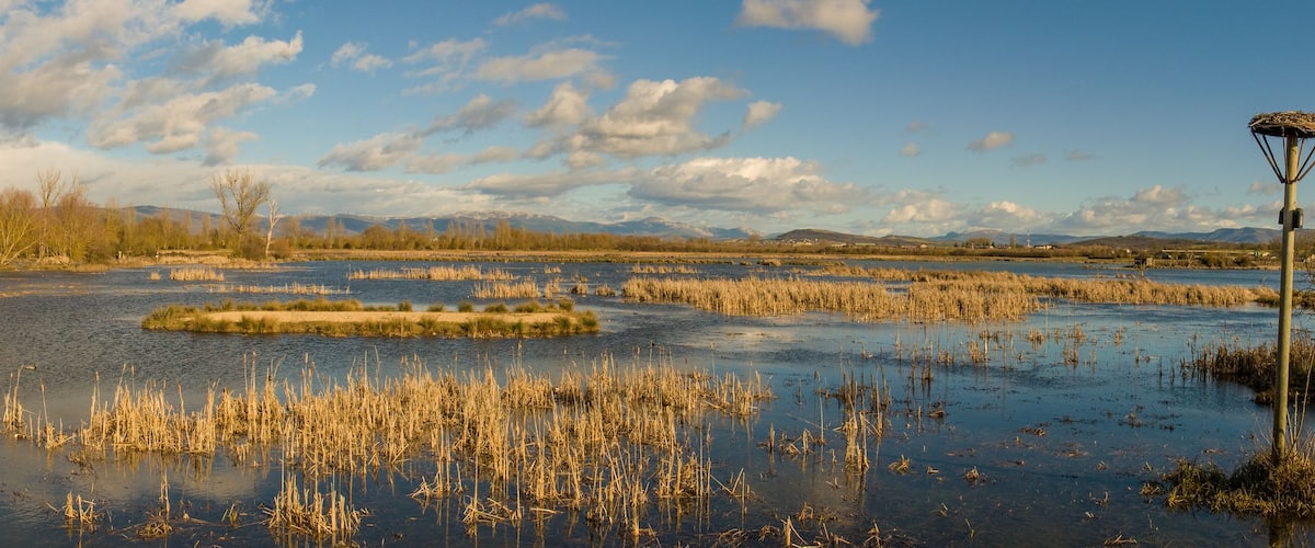 Un paisaje de humedal con agua, juncos, árboles y montañas distantes.