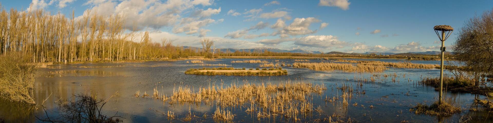 A wetland landscape with water, reeds, trees, and distant mountains.