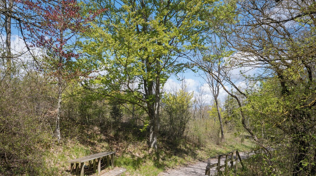 Camino en el Bosque de Armentia, banco. Vitoria-Gasteiz, País Vasco, España