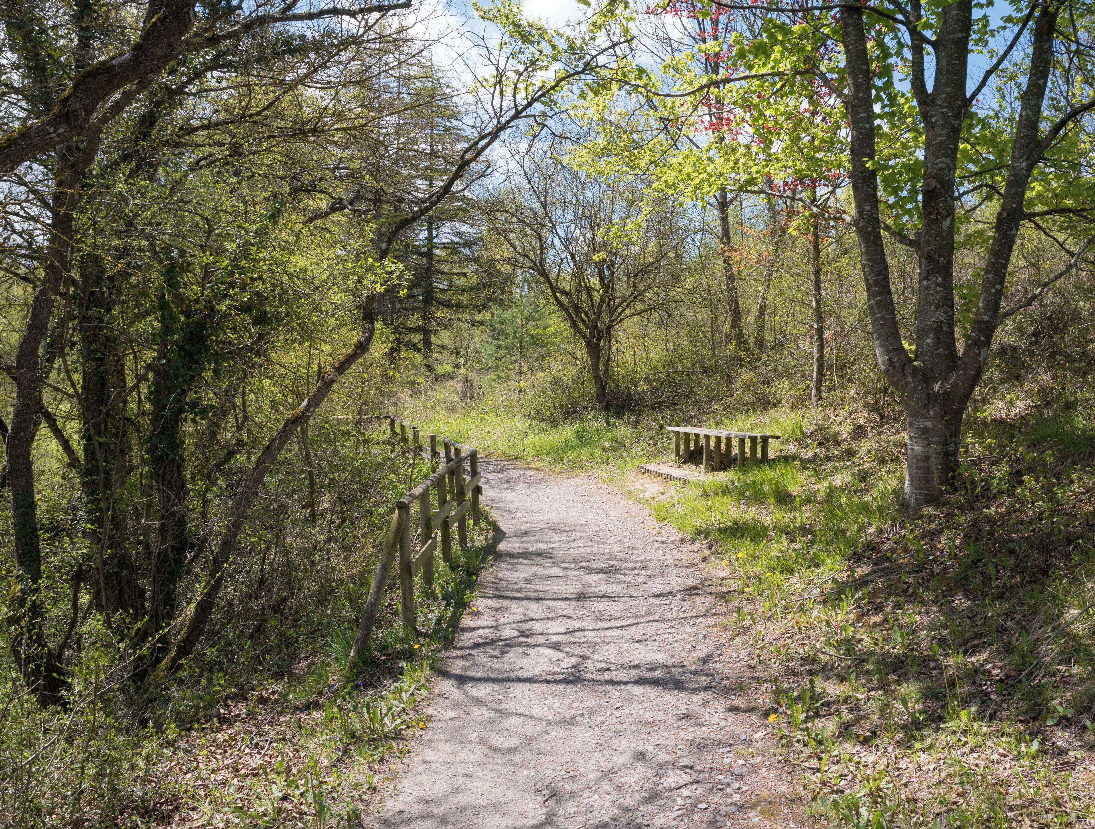 Camino en el Bosque de Armentia, banco. Vitoria-Gasteiz, País Vasco, España