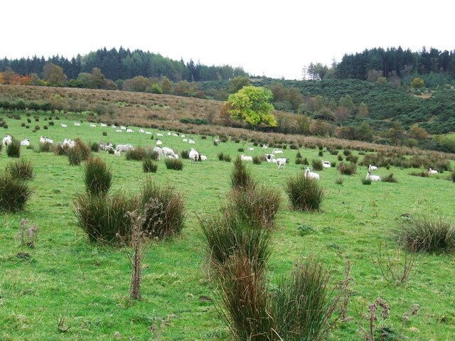 Un campo verde con arbustos dispersos y un árbol a lo lejos.