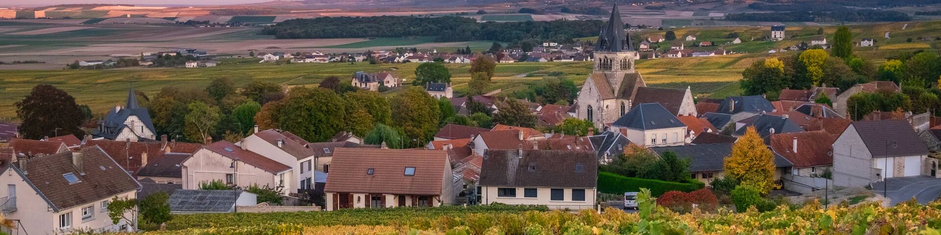 A vineyard with grapevines in the foreground, a church with a tall steeple in the middle ground, and a village with houses and a church in the background.