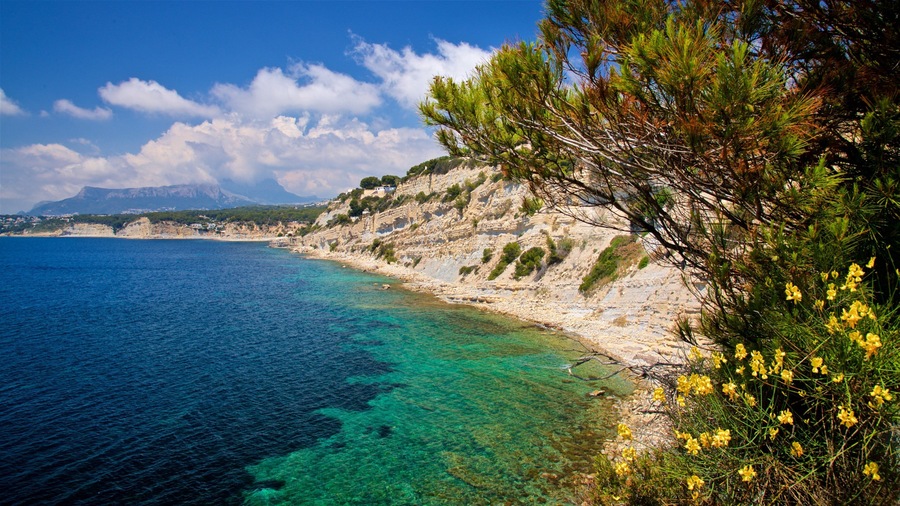 Benissa Coast featuring general coastal views, wildflowers and rocky coastline