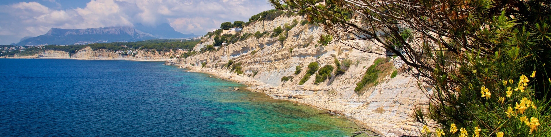 Benissa Coast featuring general coastal views, wildflowers and rocky coastline
