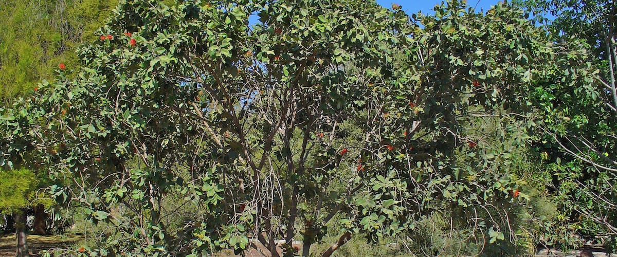 Pōhutukawa; Habitus; Botanical Garden Maspalomas, Gran Canaria, Canary Islands, Spain