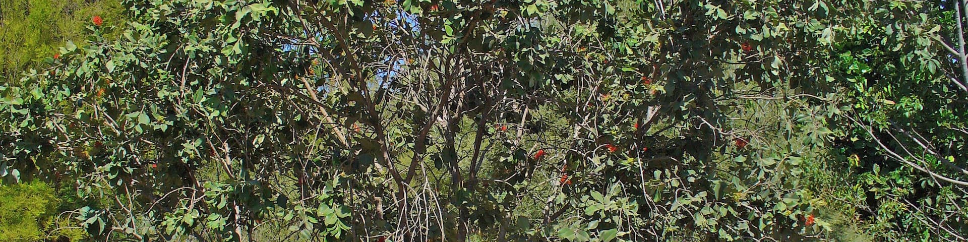 Pōhutukawa; Habitus; Botanical Garden Maspalomas, Gran Canaria, Canary Islands, Spain