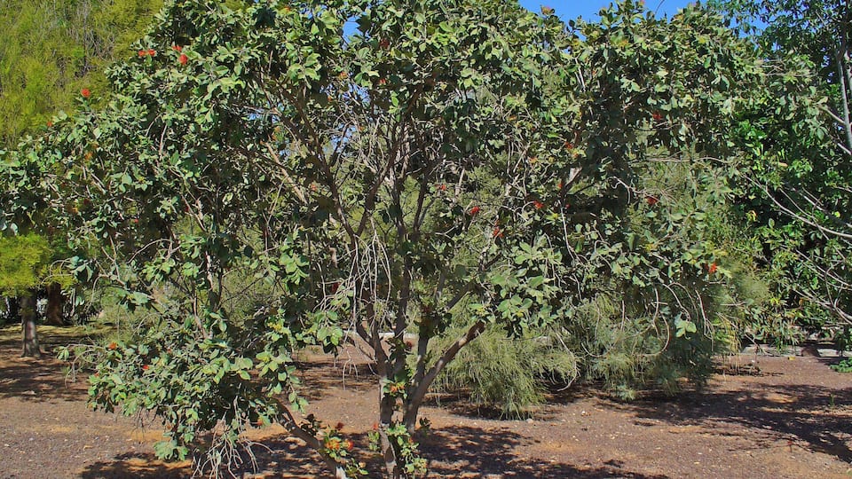 Pōhutukawa; Habitus; Botanical Garden Maspalomas, Gran Canaria, Canary Islands, Spain