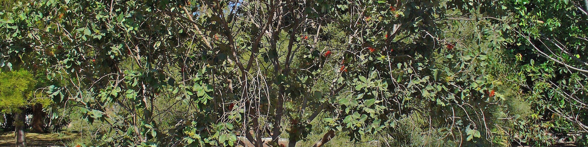 PĆhutukawa; Habitus; Botanical Garden Maspalomas, Gran Canaria, Canary Islands, Spain