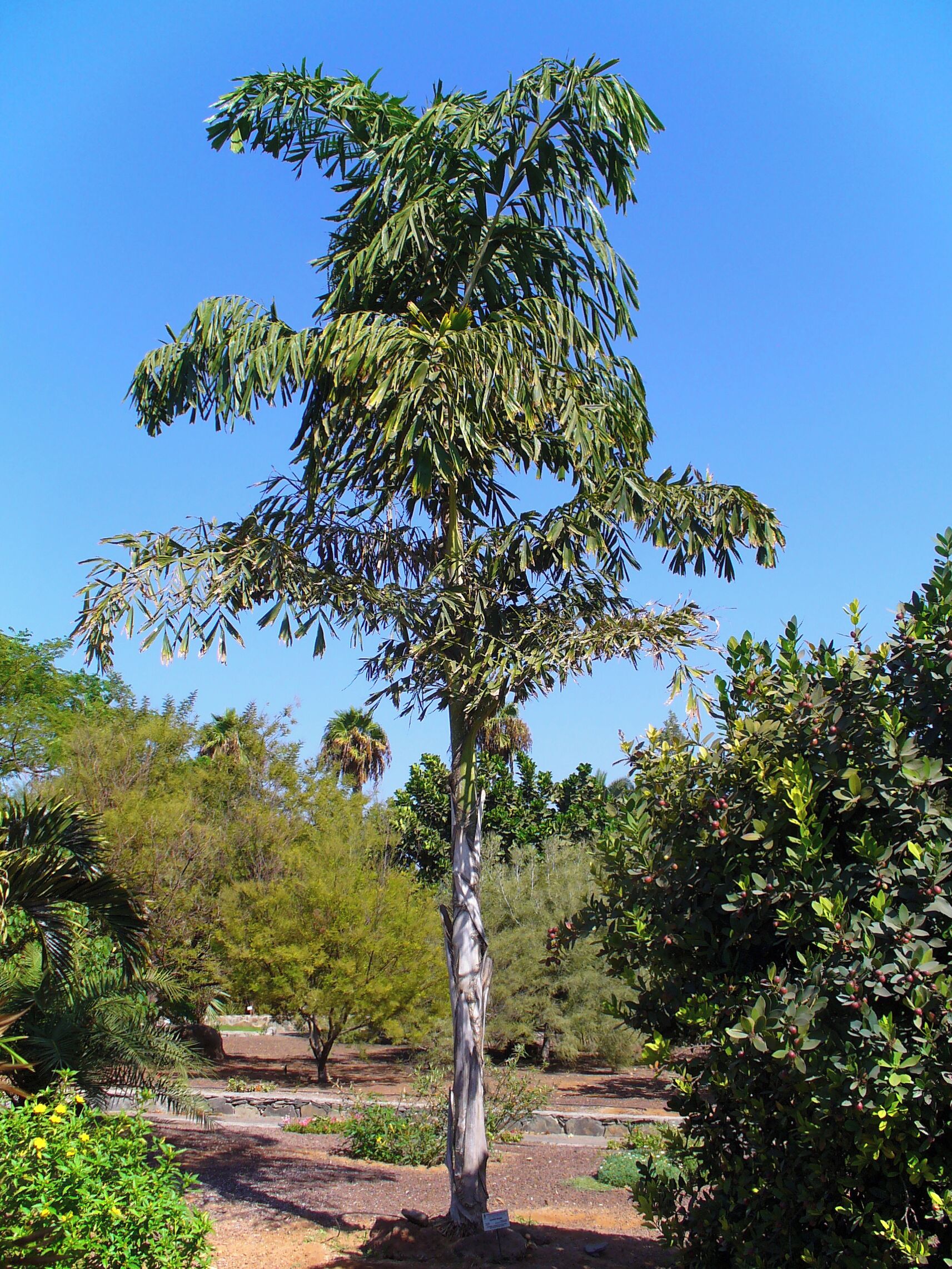 Habitus; Botanical Garden Maspalomas, Gran Canaria, Canary Islands, Spain