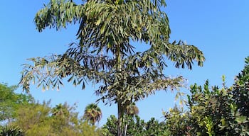 Habitus; Botanical Garden Maspalomas, Gran Canaria, Canary Islands, Spain