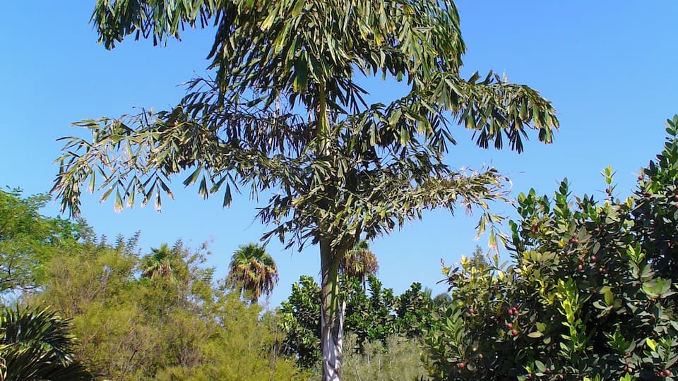 Habitus; Botanical Garden Maspalomas, Gran Canaria, Canary Islands, Spain