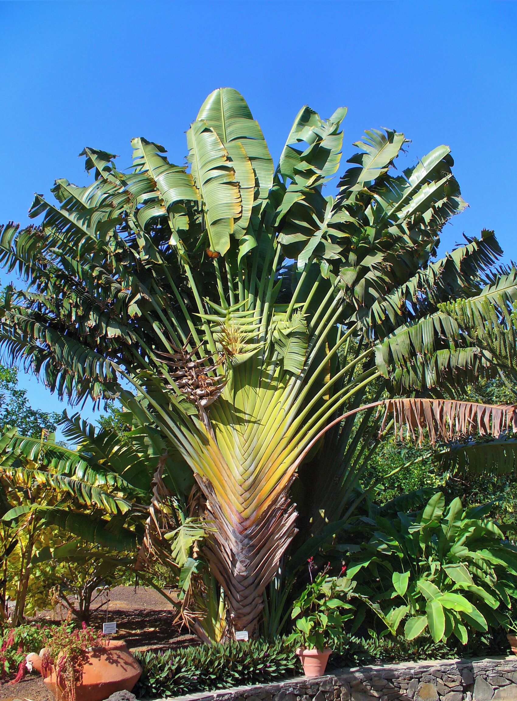 Traveller's Tree; Habitus; Botanical Garden Maspalomas, Gran Canaria, Canary Islands, Spain