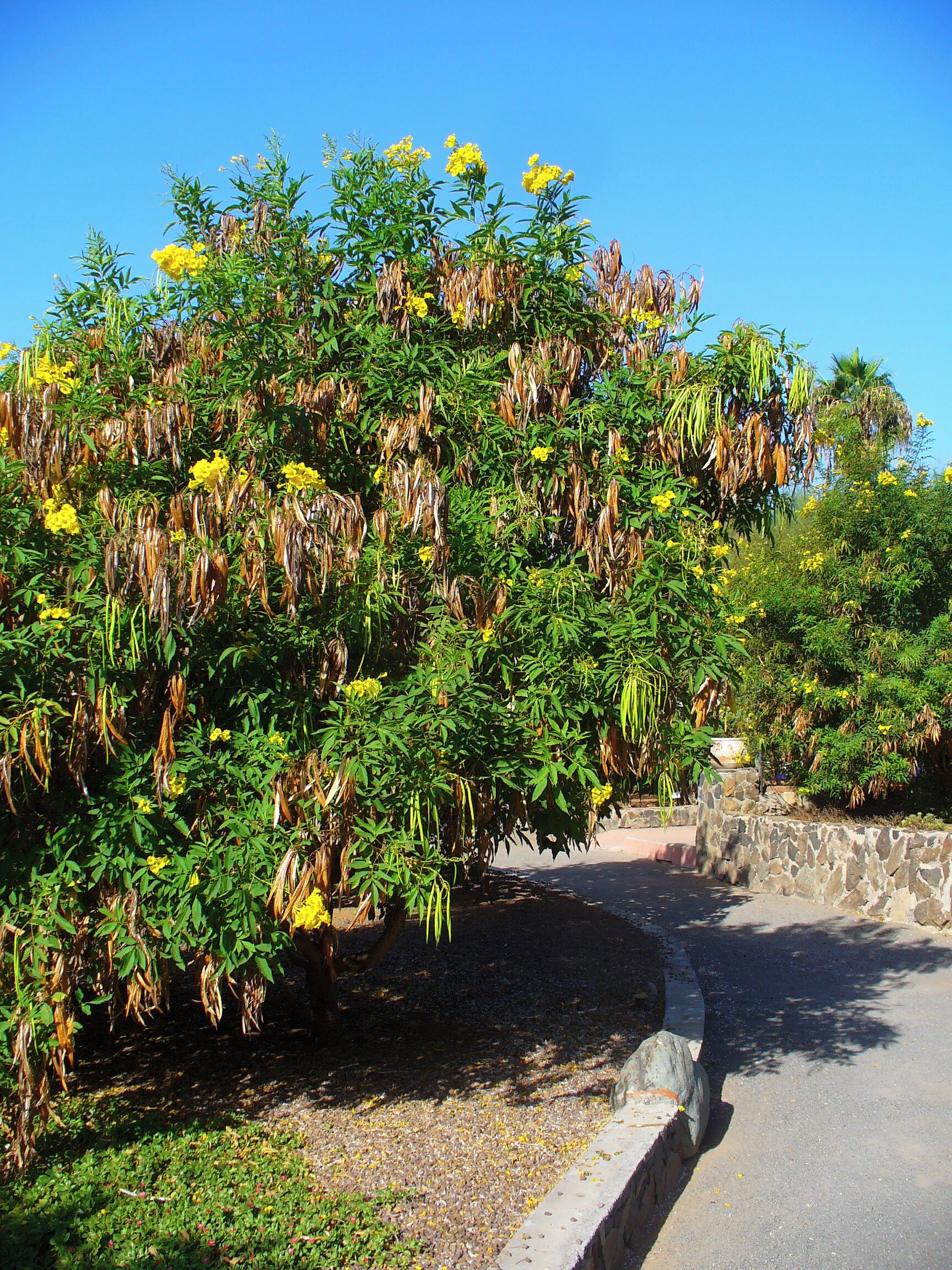 Yellow Trumpetbush; Habitus; Botanical Garden Maspalomas, Gran Canaria, Canary Islands, Spain