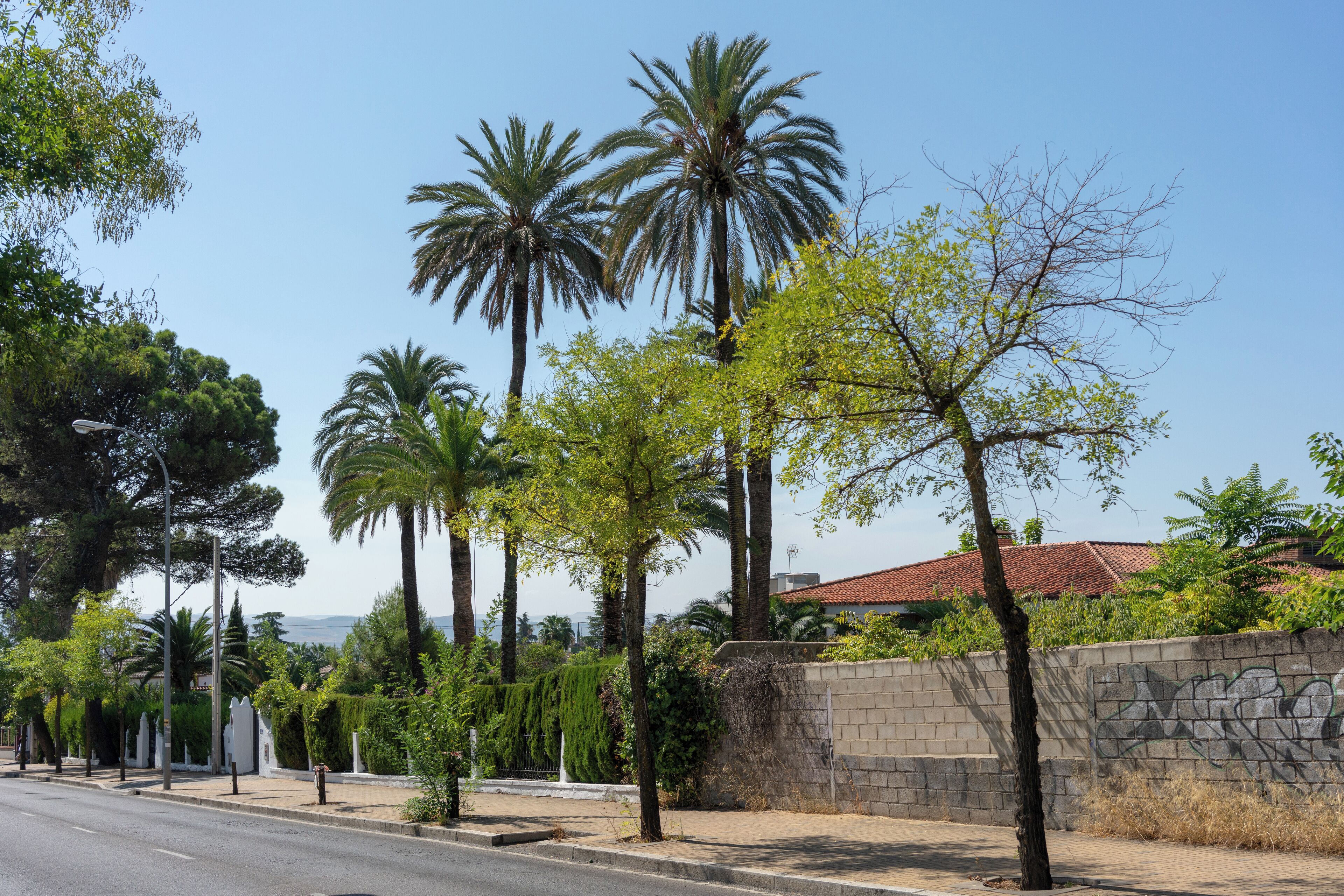 Cordoba_ElBrillante_553248633937780807_03