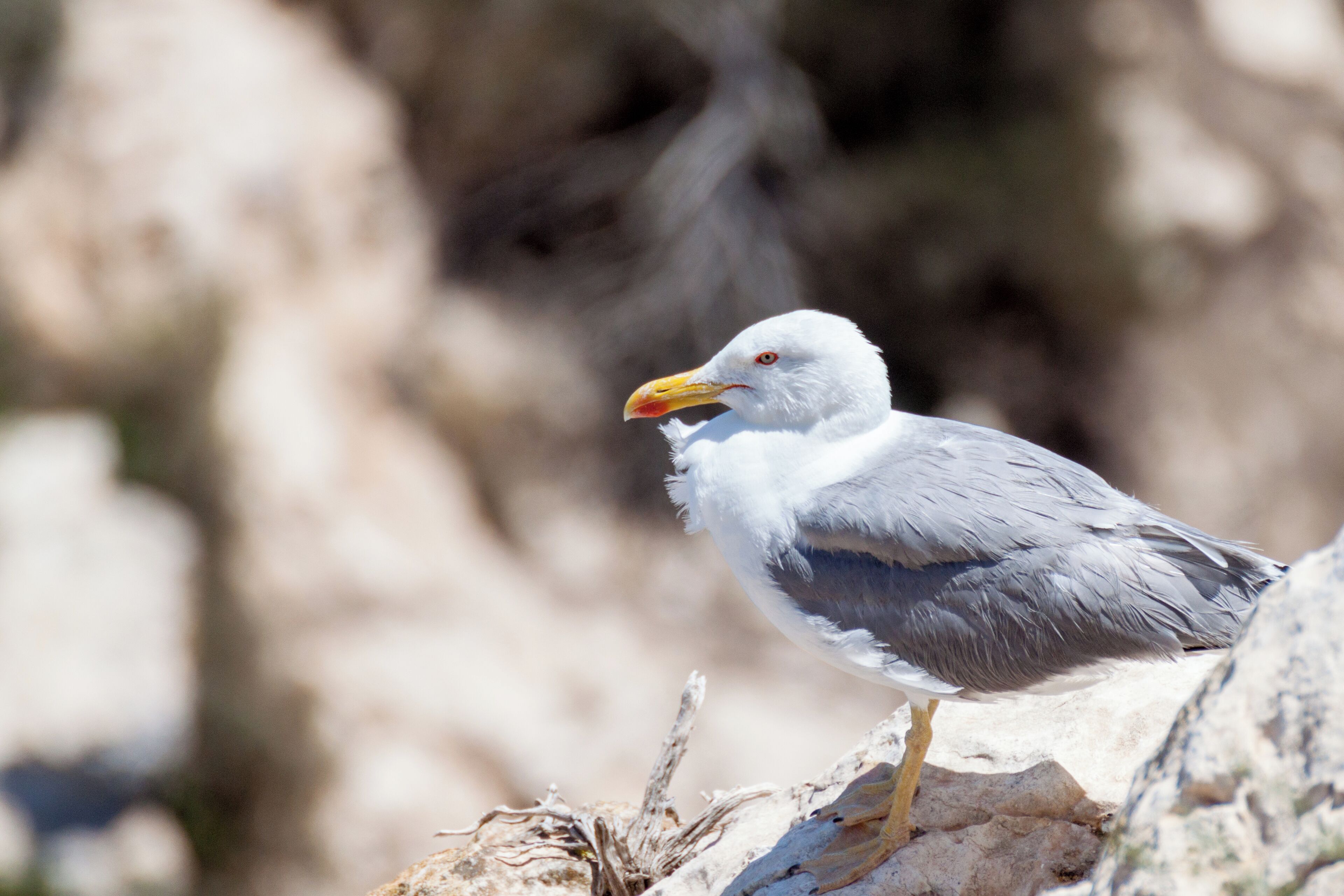 Parque natural del Ifaq. Calp, Spain. 