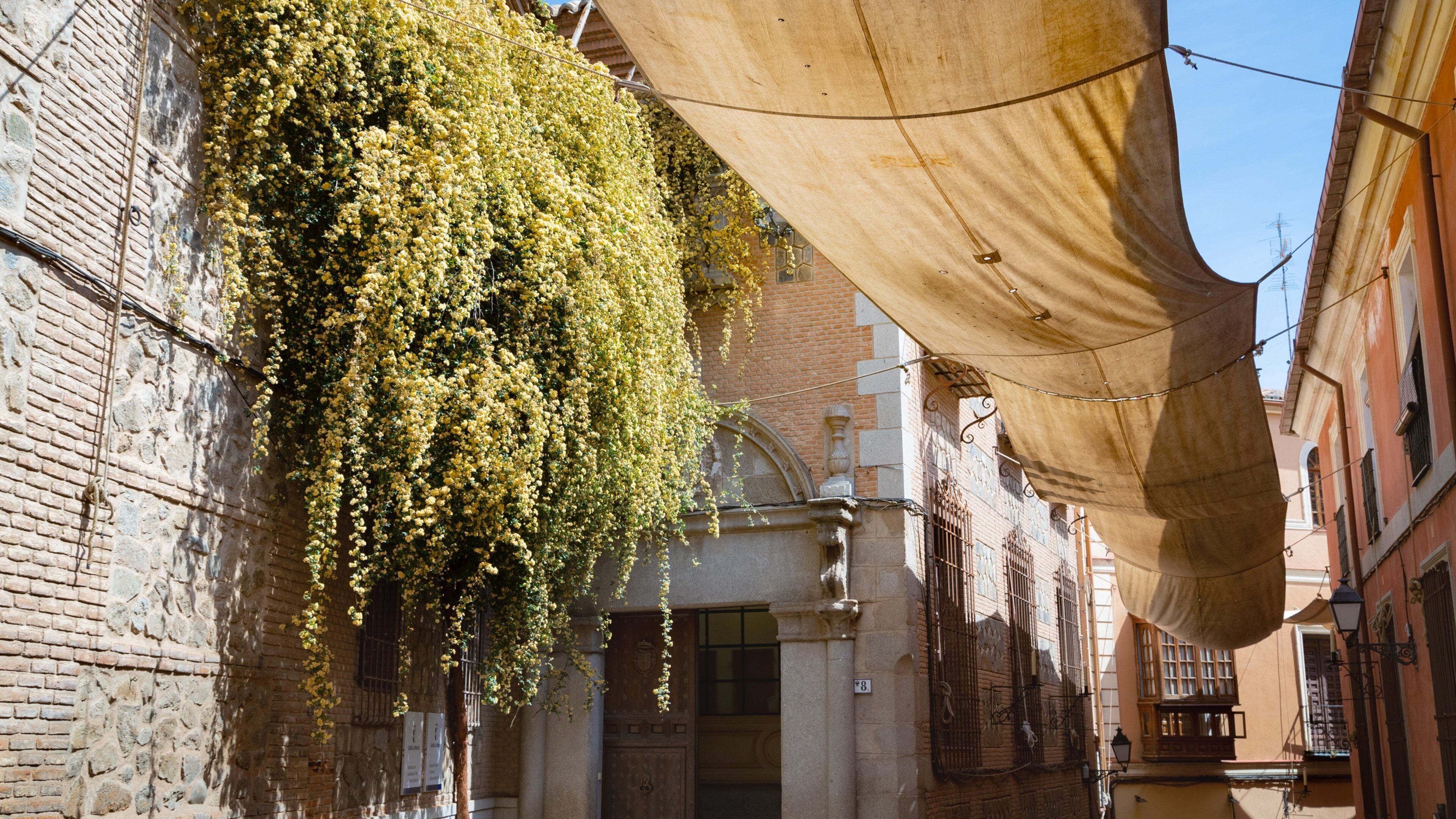 A narrow street with a hanging vine, brick buildings, and a large canopy.