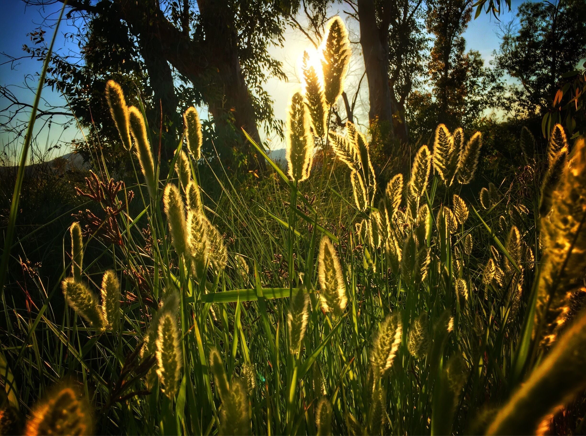 Tall grasses with sunlight filtering through.
