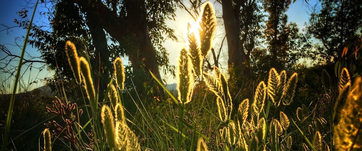 Tall grasses with sunlight filtering through.