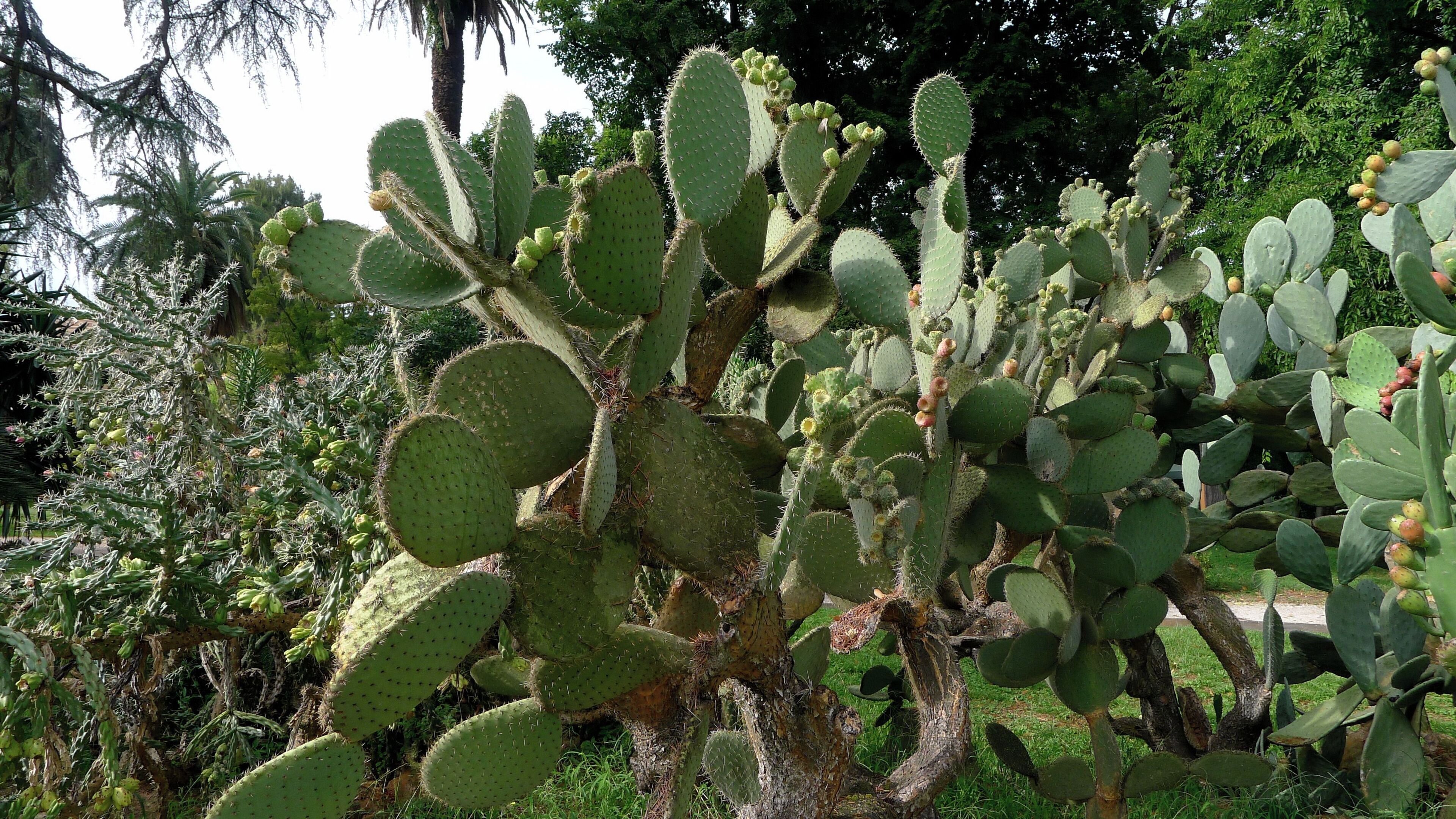 Cactus, a species of Opuntia. Orto Botanico di Roma, Rome Italy, September 2013. The long spines of this cactus are clustered in groups of about five or more.