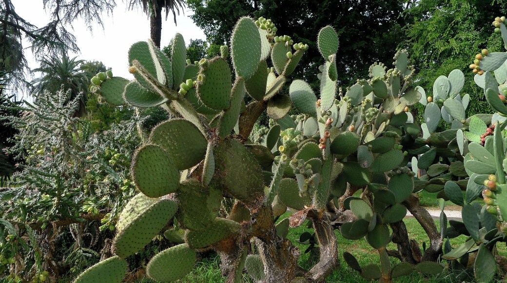 Cactus, a species of Opuntia. Orto Botanico di Roma, Rome Italy, September 2013. The long spines of this cactus are clustered in groups of about five or more.