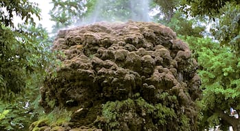 Fountain "small island moussu" in the square Planchon at Montpellier