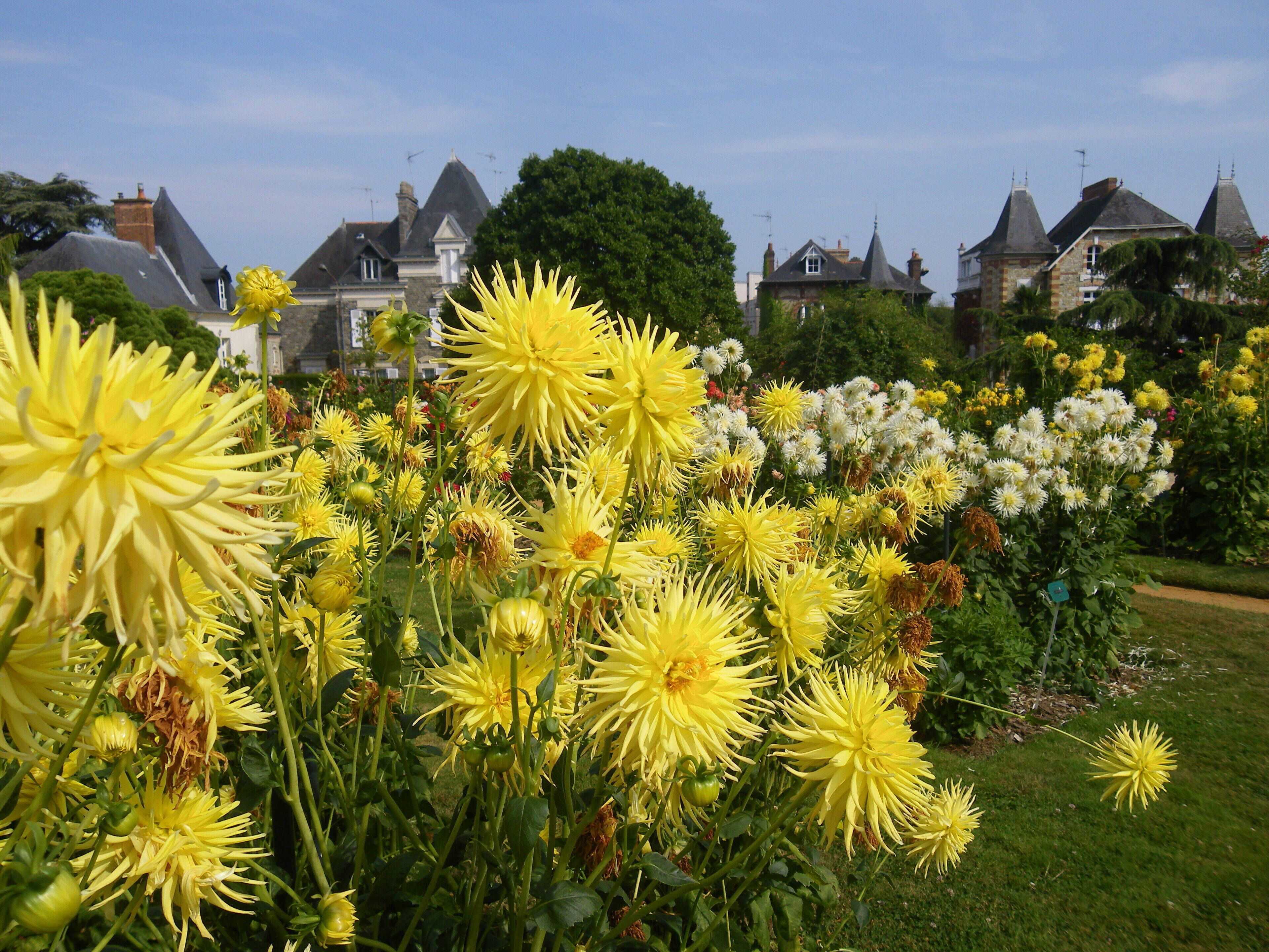 Un jardín con flores amarillas y blancas, rodeado de casas con tejados pronunciados.