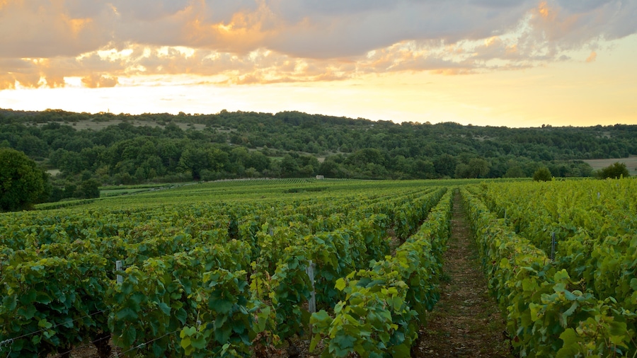 Beaune City Centre which includes landscape views, farmland and a sunset