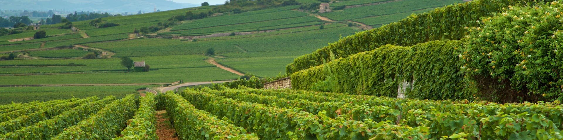 Beaune qui includes scènes tranquilles, panoramas et ferme