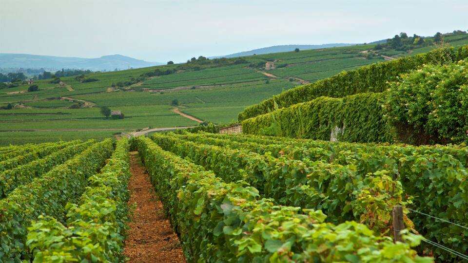 A vineyard with rows of grapevines.