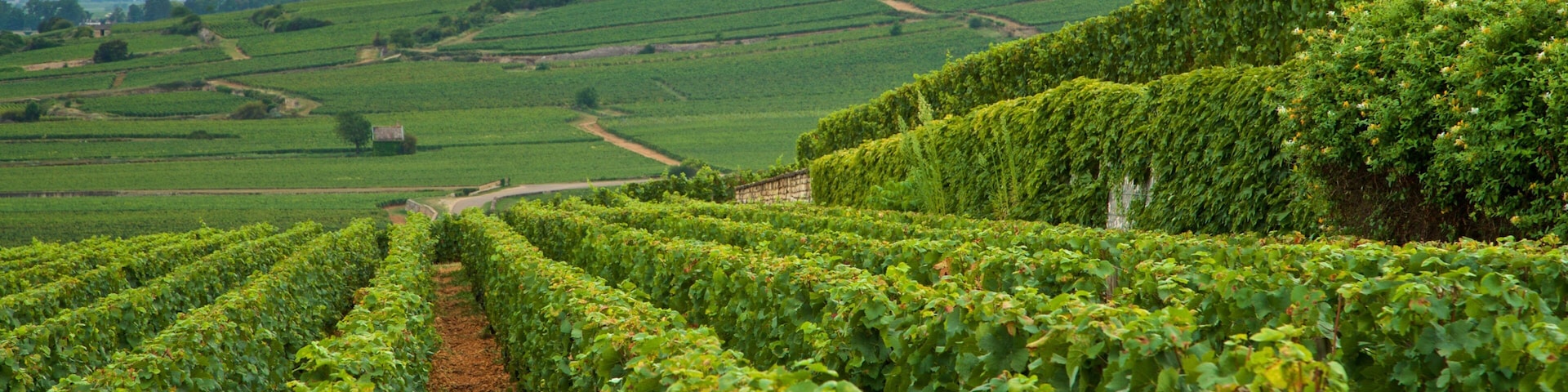 Beaune das einen Farmland, ruhige Szenerie und Landschaften