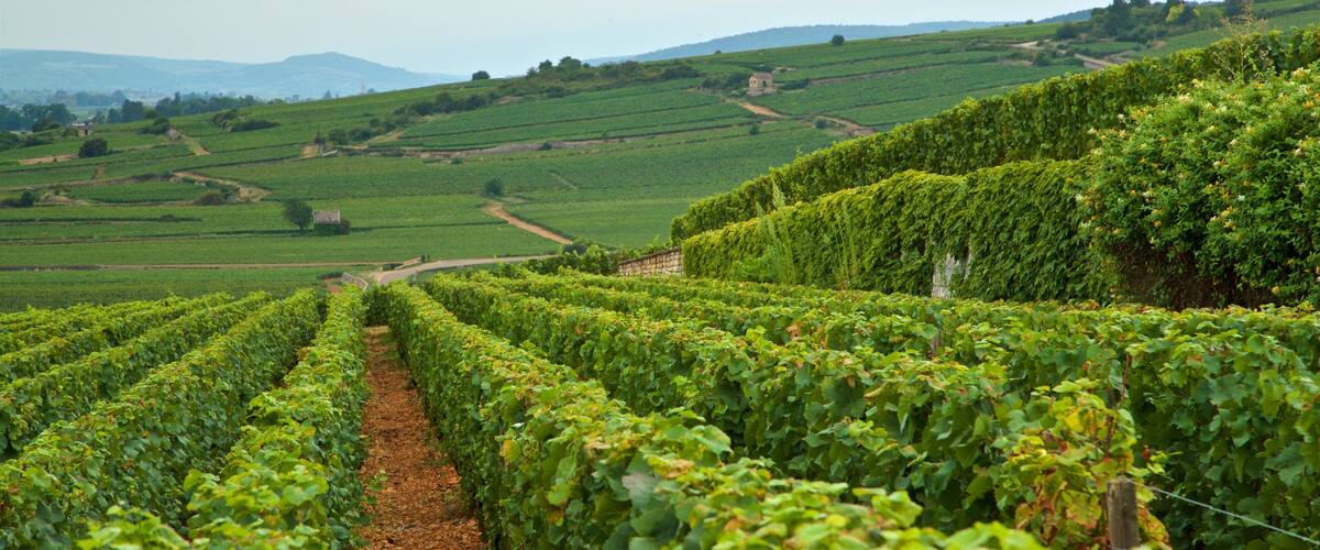 A vineyard with rows of grapevines.