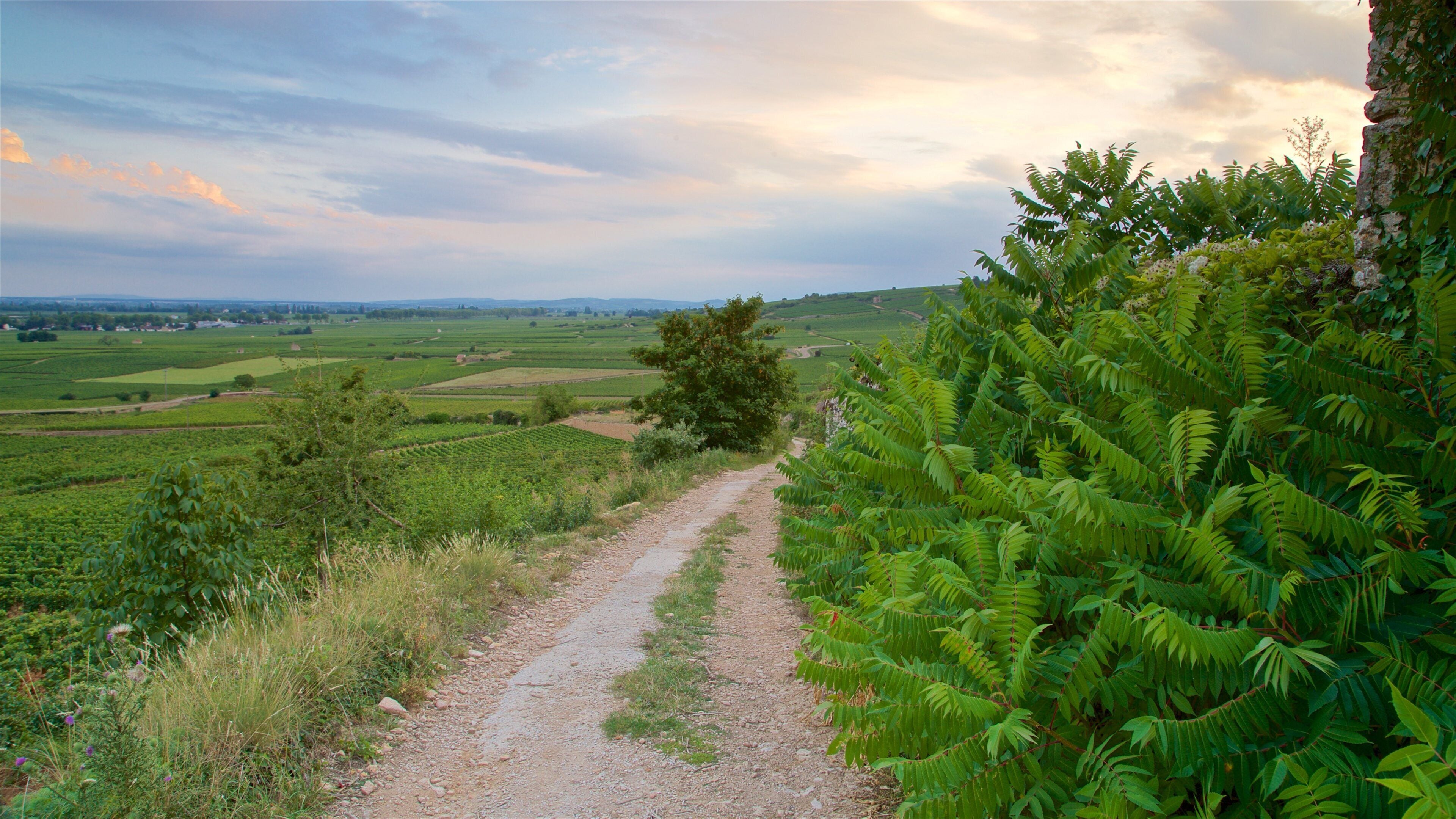 Beaune som inkluderer rolig landskap, landskap og åkre