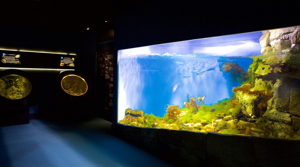 Aquarium La Rochelle som viser sjøliv