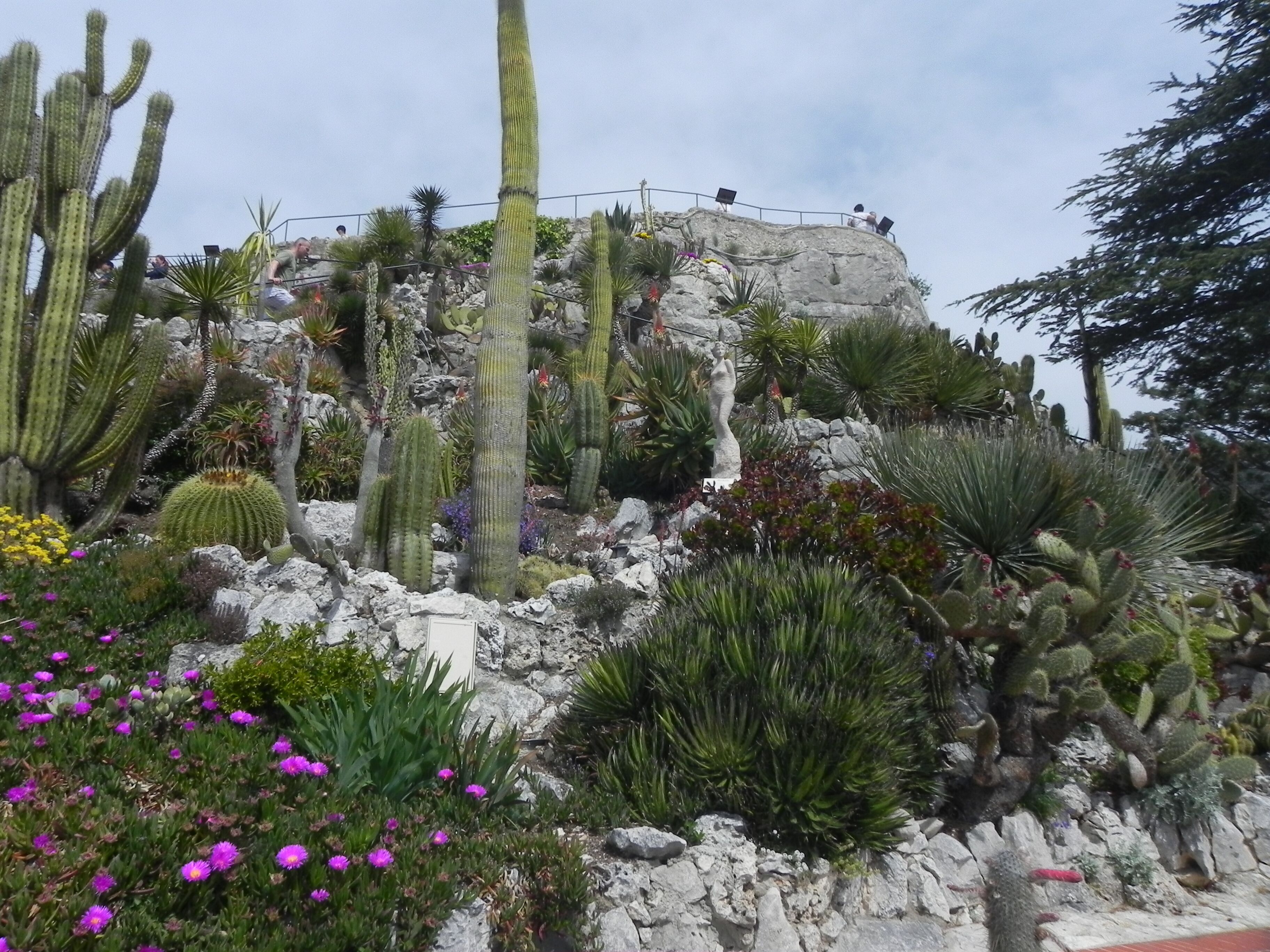 Un giardino nel deserto con diversi cactus e piante fiorite.