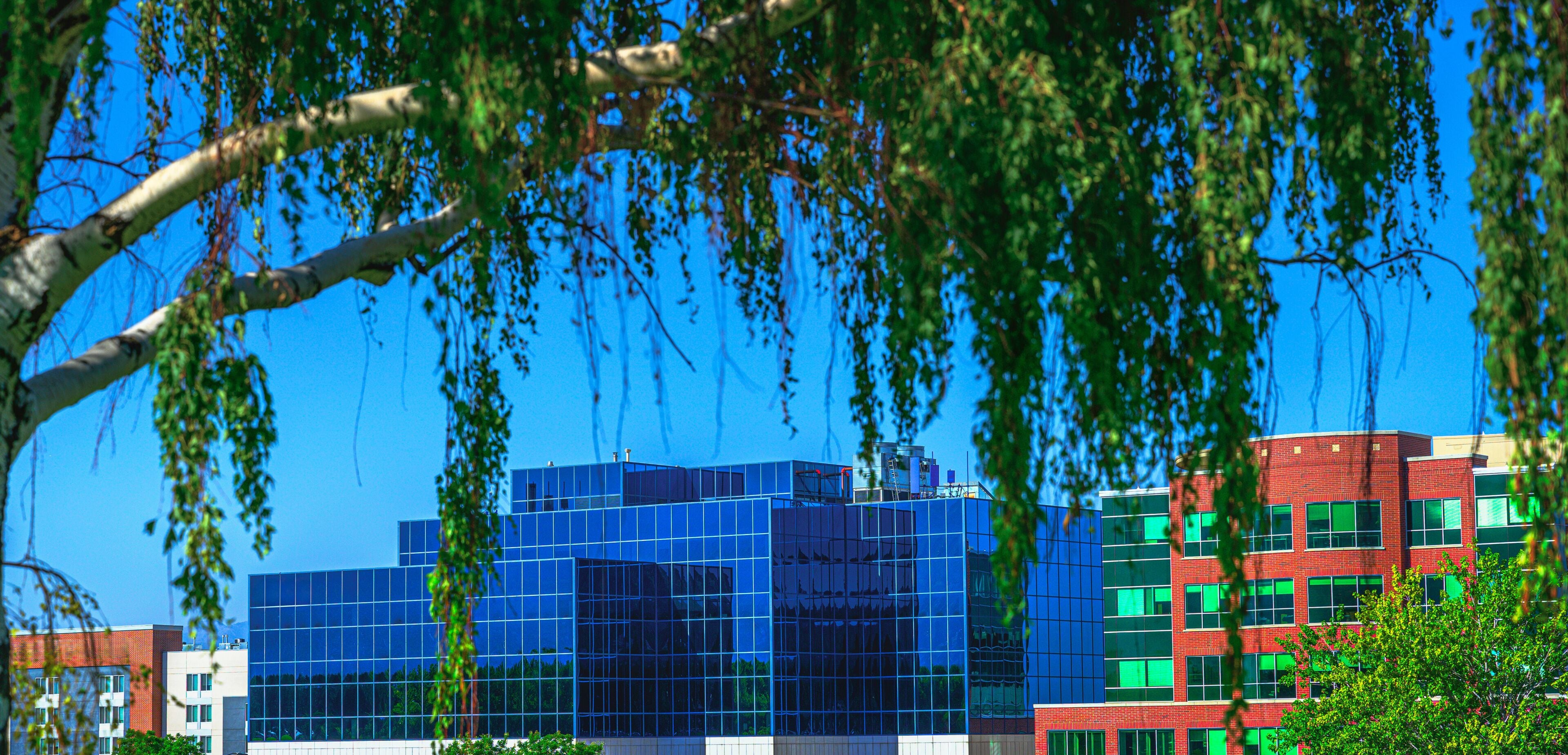 Birch tree branches hanging over the modern buildings in Sugar House neighborhood in Salt Lake City, Utah: A surreal harmony photo of the nature and modern culture