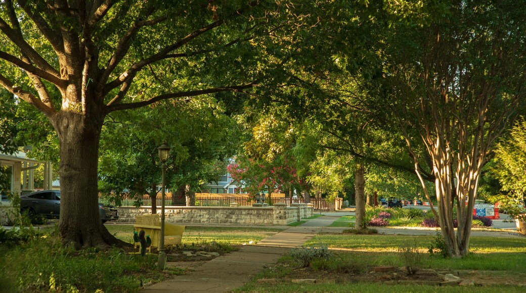 Central Austin which includes a garden