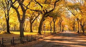 Central Park panorama in autumn, New York City, USA