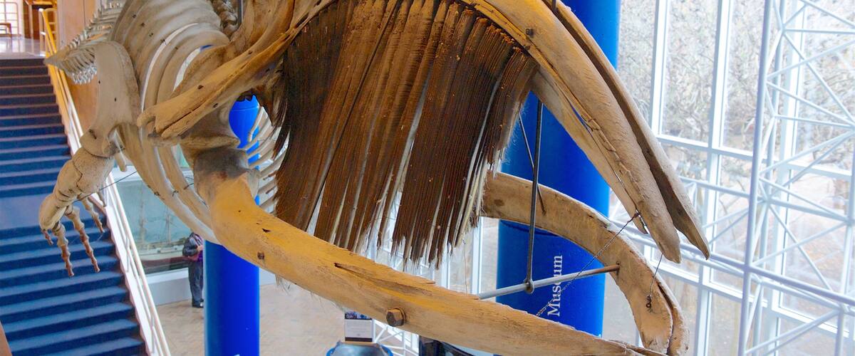 Drayton Hall mit einem Innenansichten