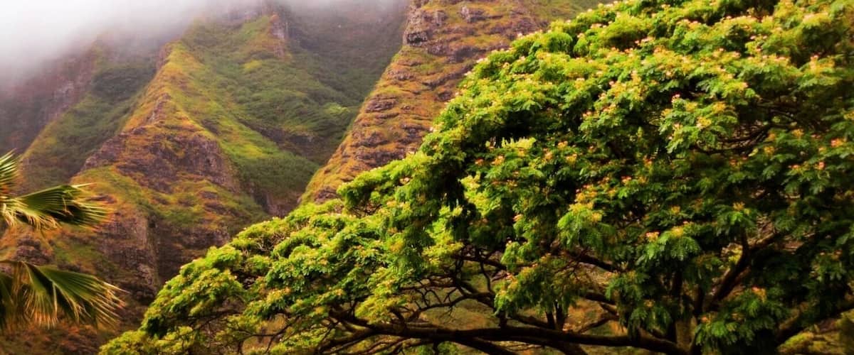Low hanging clouds in the mountains. 
#hawaii #honolulu #nature #outdoors #landscape